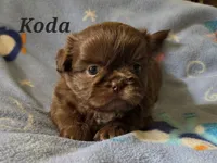 AKC Koda💜🐾🎁, a male Shih Tzu for sale in Charlotte, NC – 1 of 10