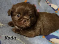 AKC Koda💜🐾🎁, a male Shih Tzu for sale in Charlotte, NC – 2 of 10