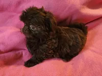 AKC LILLY 💙💓♥️, a female Shih Tzu for sale in Charlotte, NC – 7 of 10