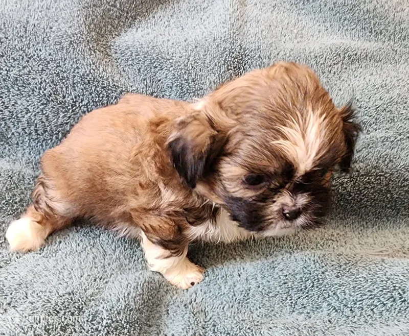 AKC MAX ⚽️🏓 – Shih Tzu puppy for sale in Charlotte, NC