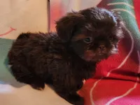 🎈AKC SOLID CHOCOLATE LILLY 🍫 😍 , a female Shih Tzu for sale in Charlotte, NC – 4 of 10