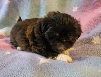 AKC DAISY 🍿🍇🍓, a female Shih Tzu for sale in Charlotte, NC – 1 of 10