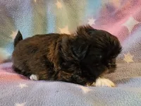 AKC DAISY 🍿🍇🍓, a female Shih Tzu for sale in Charlotte, NC – 7 of 10