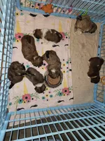 AKC LAILA🪀♥️, a female Shih Tzu for sale in Charlotte, NC – 10 of 10