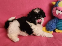 AKC BAILEY 💙💓♥️, a female Shih Tzu for sale in Charlotte, NC – 3 of 10