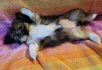 AKC BELLA 🎀🔮🪁, a female Shih Tzu for sale in Charlotte, NC – 6 of 10