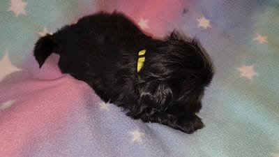 AKC JASMINE 💙💓♥️, a female Shih Tzu for sale in Charlotte, NC – 9 of 10