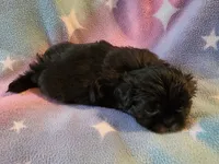 AKC JASMINE 💙💓♥️, a female Shih Tzu for sale in Charlotte, NC – 3 of 10