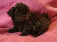 AKC LILLY 💙💓♥️, a female Shih Tzu for sale in Charlotte, NC – 8 of 10
