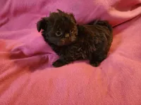 AKC LILLY 💙💓♥️, a female Shih Tzu for sale in Charlotte, NC – 9 of 10