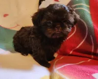 🎈AKC SOLID CHOCOLATE LILLY 🍫 😍 , a female Shih Tzu for sale in Charlotte, NC – 5 of 10