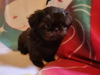 🎈AKC SOLID CHOCOLATE LILLY 🍫 😍 , a female Shih Tzu for sale in Charlotte, NC – 9 of 10