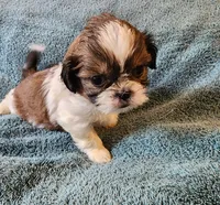 AKC LOKI 🎈🎁, a male Shih Tzu for sale in Charlotte, NC – 7 of 10