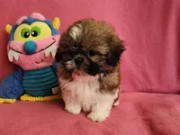 AKC COOPER ⚽️ 🏓 🪁, a male Shih Tzu for sale in Charlotte, NC – 2 of 10