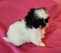 AKC INDY 🍎🍭🎂, a female Shih Tzu for sale in Charlotte, NC – 2 of 10