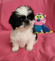 AKC INDY 🍎🍭🎂, a female Shih Tzu for sale in Charlotte, NC – 5 of 10