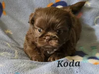AKC Koda💜🐾🎁, a male Shih Tzu for sale in Charlotte, NC – 6 of 10