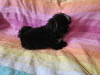 AKC CONNOR 💙📫💎, a male Shih Tzu for sale in Charlotte, NC – 7 of 9