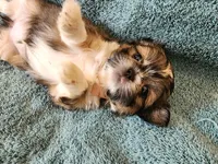 AKC BELLA 🎀🔮🪁, a female Shih Tzu for sale in Charlotte, NC – 5 of 10