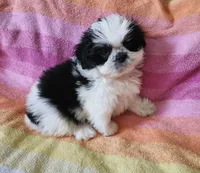 AKC COLE ⚽️🏓, a male Shih Tzu for sale in Charlotte, NC – 9 of 10