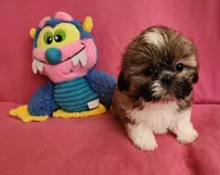 AKC COOPER ⚽️ 🏓 🪁, a male Shih Tzu for sale in Charlotte, NC – 4 of 10