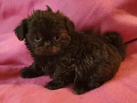 AKC LILLY 💙💓♥️, a female Shih Tzu for sale in Charlotte, NC – 4 of 10