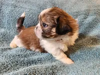 AKC LOKI 🎈🎁, a male Shih Tzu for sale in Charlotte, NC – 2 of 10