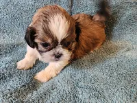 AKC LOKI 🎈🎁, a male Shih Tzu for sale in Charlotte, NC – 6 of 10