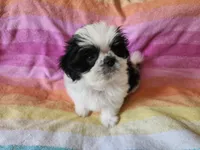 AKC COLE ⚽️🏓, a male Shih Tzu for sale in Charlotte, NC – 7 of 10