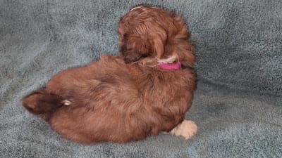 AKC LAILA🪀♥️, a female Shih Tzu for sale in Charlotte, NC – 9 of 10