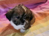 AKC BELLA 🎀🔮🪁, a female Shih Tzu for sale in Charlotte, NC – 4 of 10