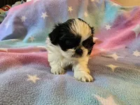 AKC INDY 🍎🍭🎂, a female Shih Tzu for sale in Charlotte, NC – 9 of 10