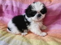 AKC COLE ⚽️🏓, a male Shih Tzu for sale in Charlotte, NC – 1 of 10