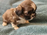 AKC MAX ⚽️🏓, a male Shih Tzu for sale in Charlotte, NC – 2 of 10