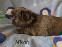 AKC Micah 🎉🏈🪀, a male Shih Tzu for sale in Charlotte, NC – 6 of 10
