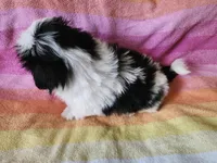 AKC COLE ⚽️🏓, a male Shih Tzu for sale in Charlotte, NC – 5 of 10