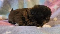 AKC DAISY 🍿🍇🍓, a female Shih Tzu for sale in Charlotte, NC – 2 of 10