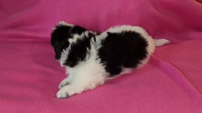 AKC INDY 🍎🍭🎂, a female Shih Tzu for sale in Charlotte, NC – 10 of 10