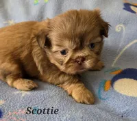 AKC Scottie ⚽️ 🏓 💙, a male Shih Tzu for sale in Charlotte, NC – 3 of 10