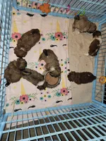 AKC MAX ⚽️🏓, a male Shih Tzu for sale in Charlotte, NC – 8 of 10
