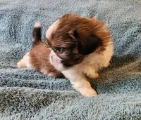 AKC LOKI 🎈🎁, a male Shih Tzu for sale in Charlotte, NC – 4 of 10