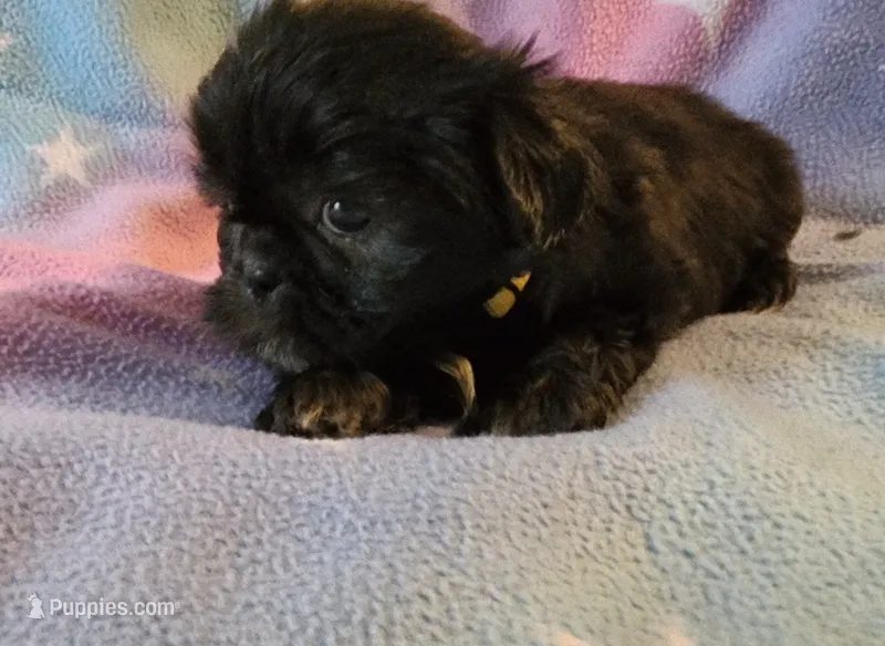 AKC JASMINE 💙💓♥️ – Shih Tzu puppy for sale in Charlotte, NC