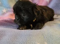 AKC JASMINE 💙💓♥️, a female Shih Tzu for sale in Charlotte, NC – 1 of 10