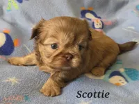AKC Scottie ⚽️ 🏓 💙, a male Shih Tzu for sale in Charlotte, NC – 5 of 10