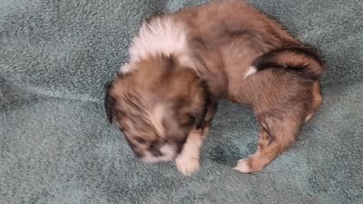 AKC BELLA 🎀🔮🪁, a female Shih Tzu for sale in Charlotte, NC – 8 of 10