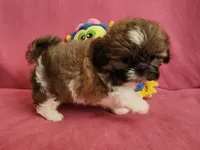 AKC COOPER ⚽️ 🏓 🪁, a male Shih Tzu for sale in Charlotte, NC – 8 of 10