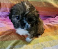 AKC BELLA 🎀🔮🪁, a female Shih Tzu for sale in Charlotte, NC – 2 of 10