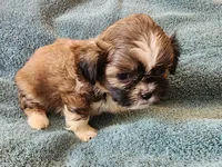 AKC MAX ⚽️🏓, a male Shih Tzu for sale in Charlotte, NC – 6 of 10