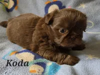 AKC Koda💜🐾🎁, a male Shih Tzu for sale in Charlotte, NC – 8 of 10