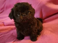 AKC LILLY 💙💓♥️, a female Shih Tzu for sale in Charlotte, NC – 1 of 10
